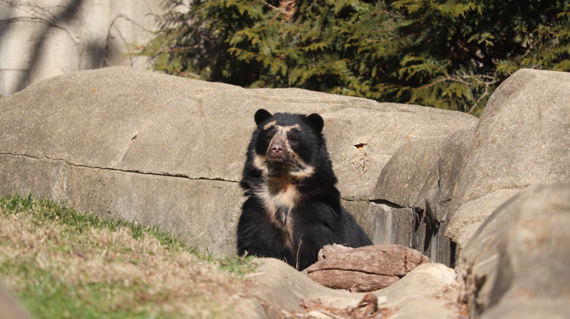 Smithsonian's National Zoo - Andean Bear "Suraya"