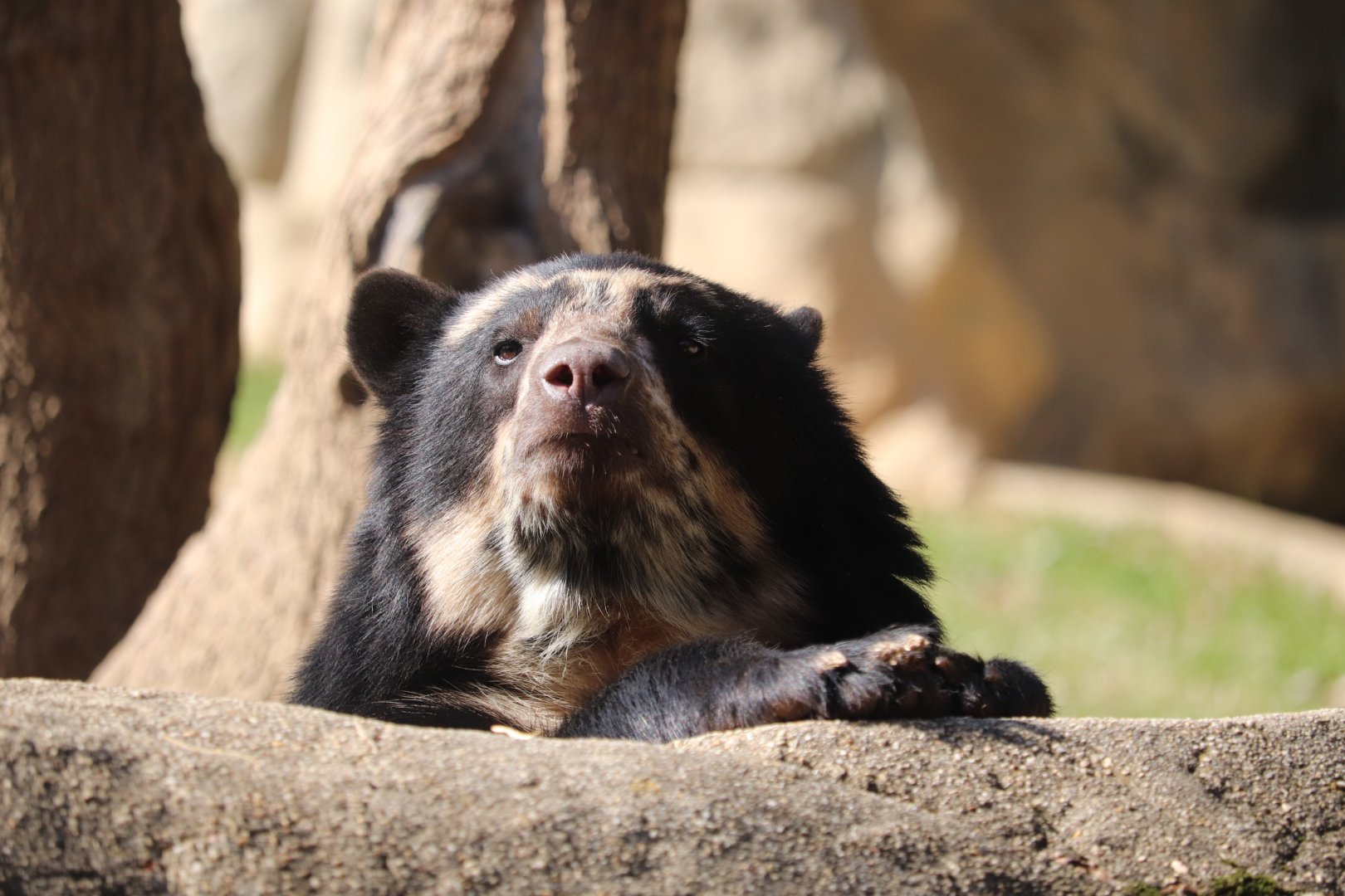 Smithsonian's National Zoo - Andean Bear "Suraya"