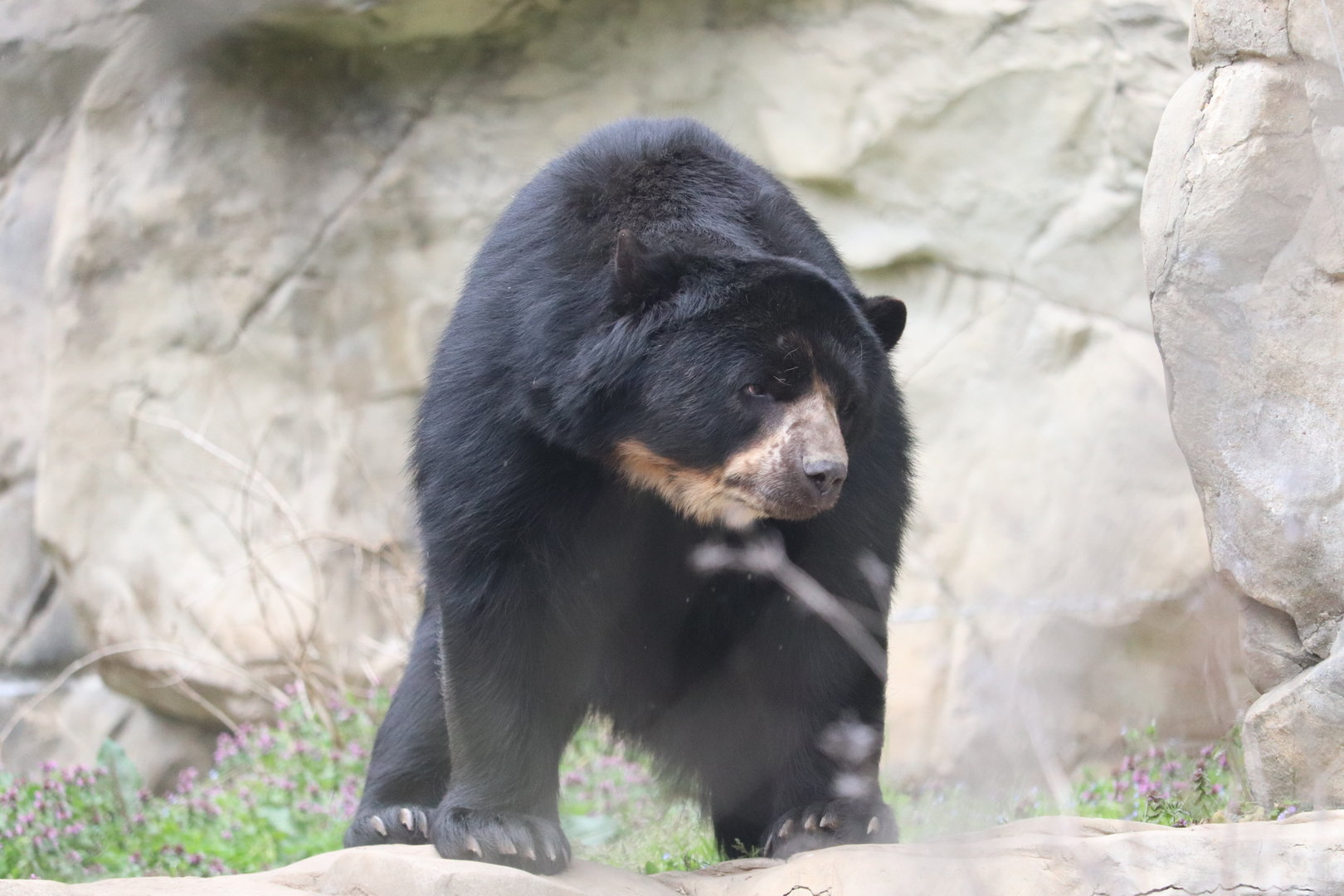 Smithsonian's National Zoo - Andean Bear
