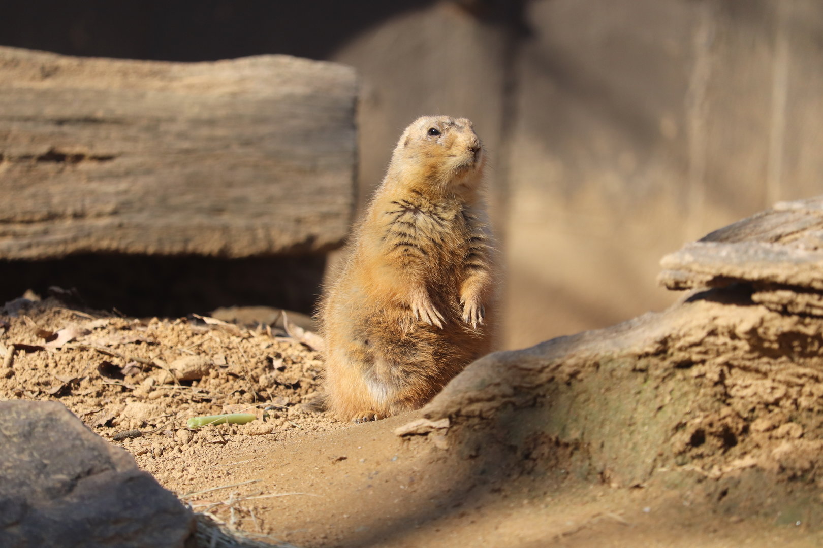 Smithsonian's National Zoo - Black-Tailed Prairie Dog