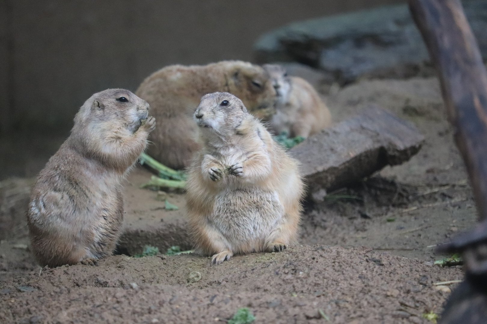 Smithsonian's National Zoo - Black-Tailed Prairie Dog