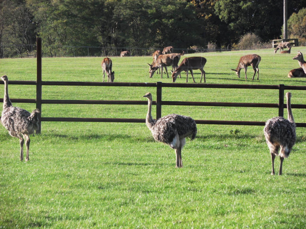 smithy , nessie and chinesse alan
