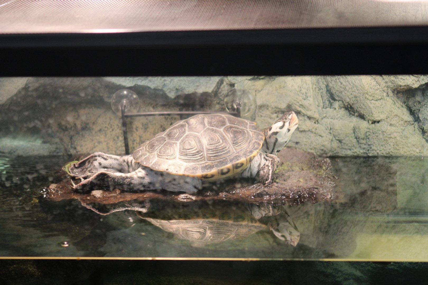 SMNC-Diamondback Terrapin