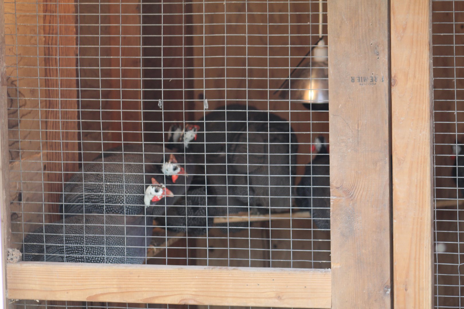 SMNC-Helmeted Guineafowl