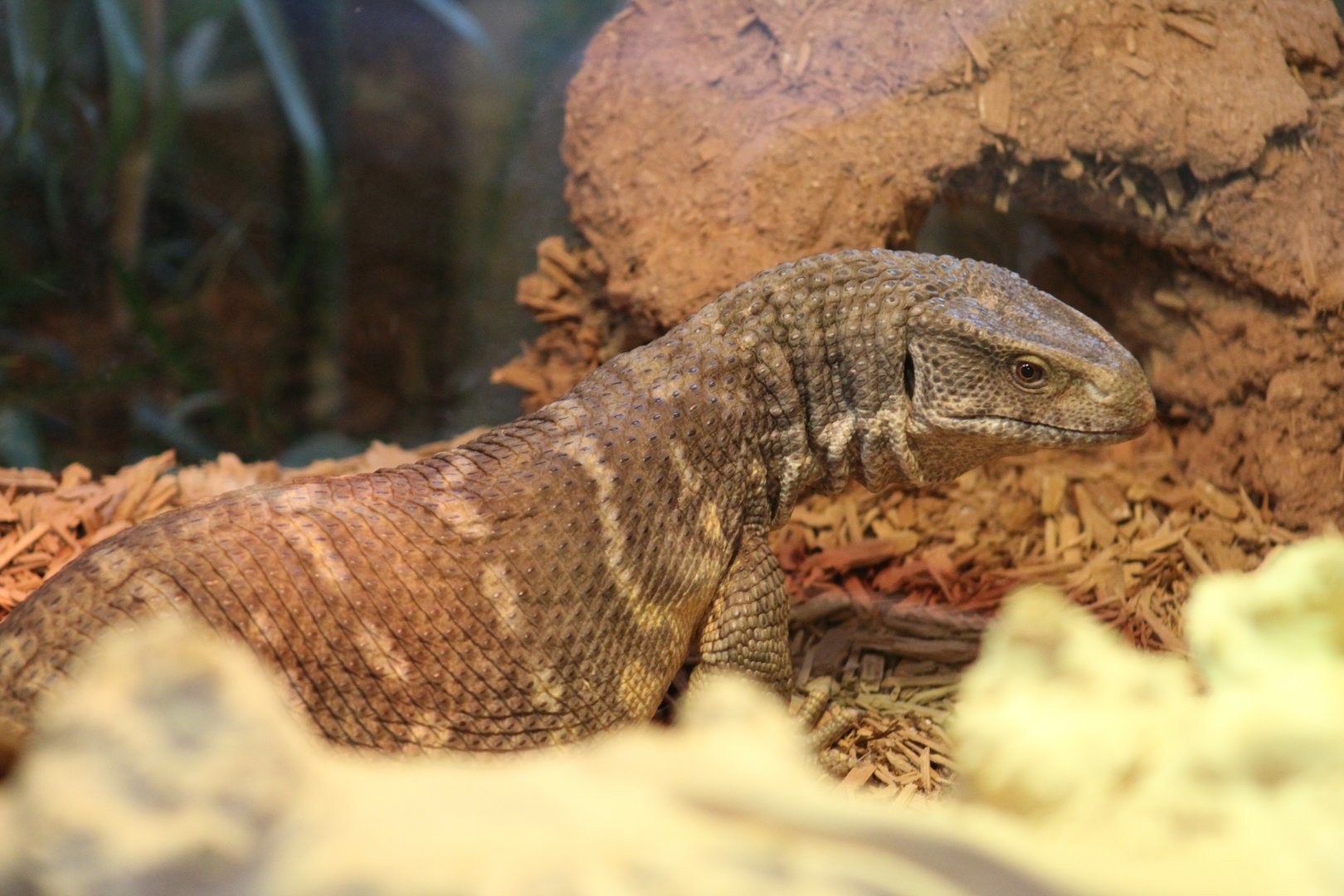 SMNC-Savannah Monitor
