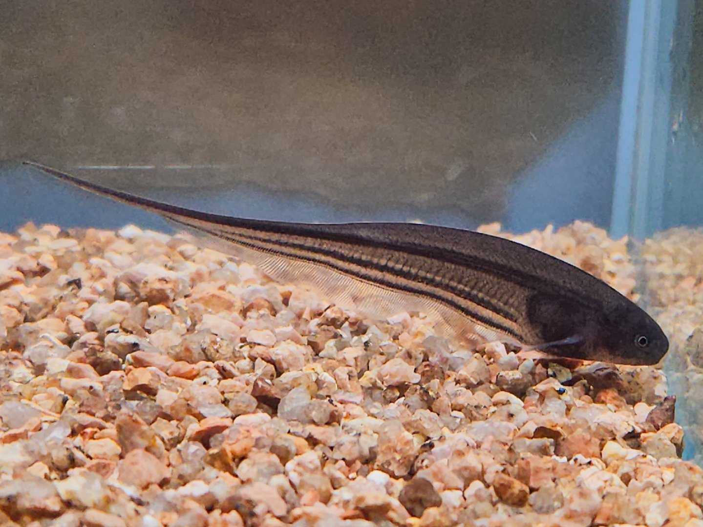 Smokey Glass Knifefish (Eigenmannia cf. trilineata)
