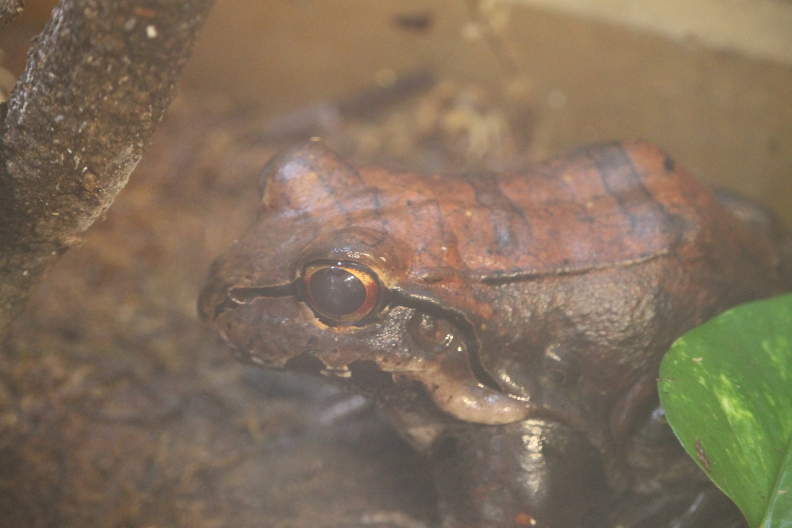 Smokey Jungle Frog (Leptodactylus pentadactylus)
