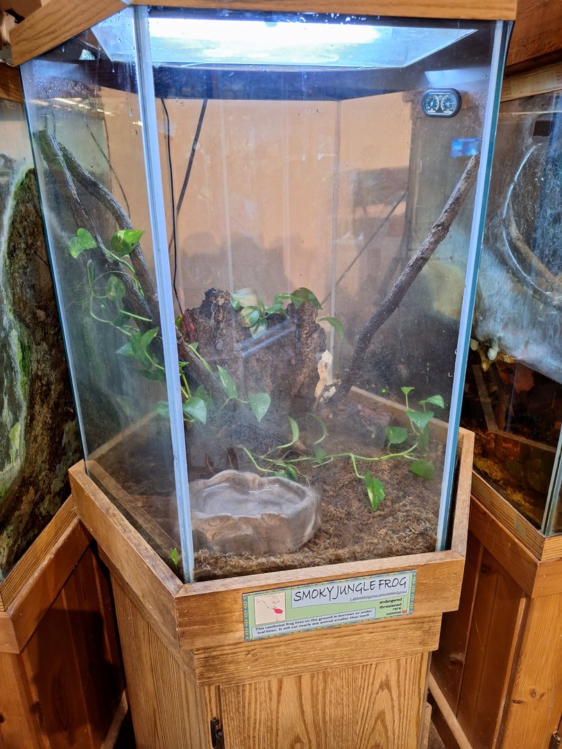 Smokey Jungle Frog Terrarium