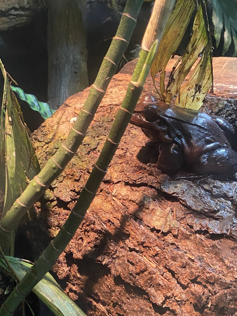 Smokey Jungle Frog
