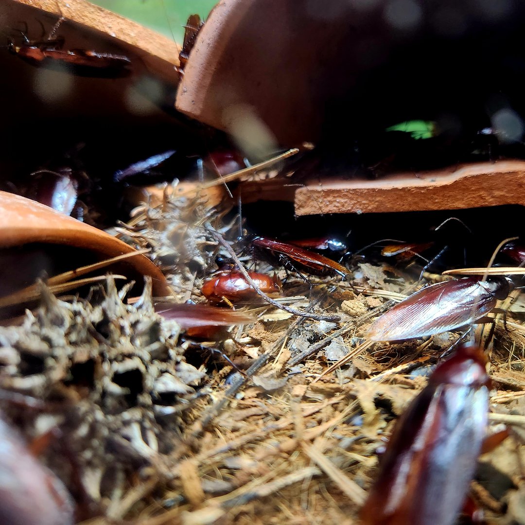 Smoky Brown Cockroaches (Periplaneta fuliginosa)