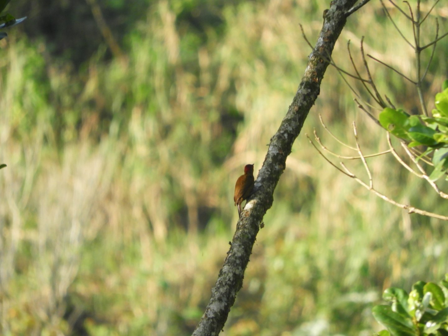 Smoky-brown Woodpecker (Dryobates fumigatus)
