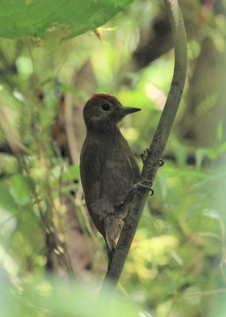 Smoky-brown Woodpecker