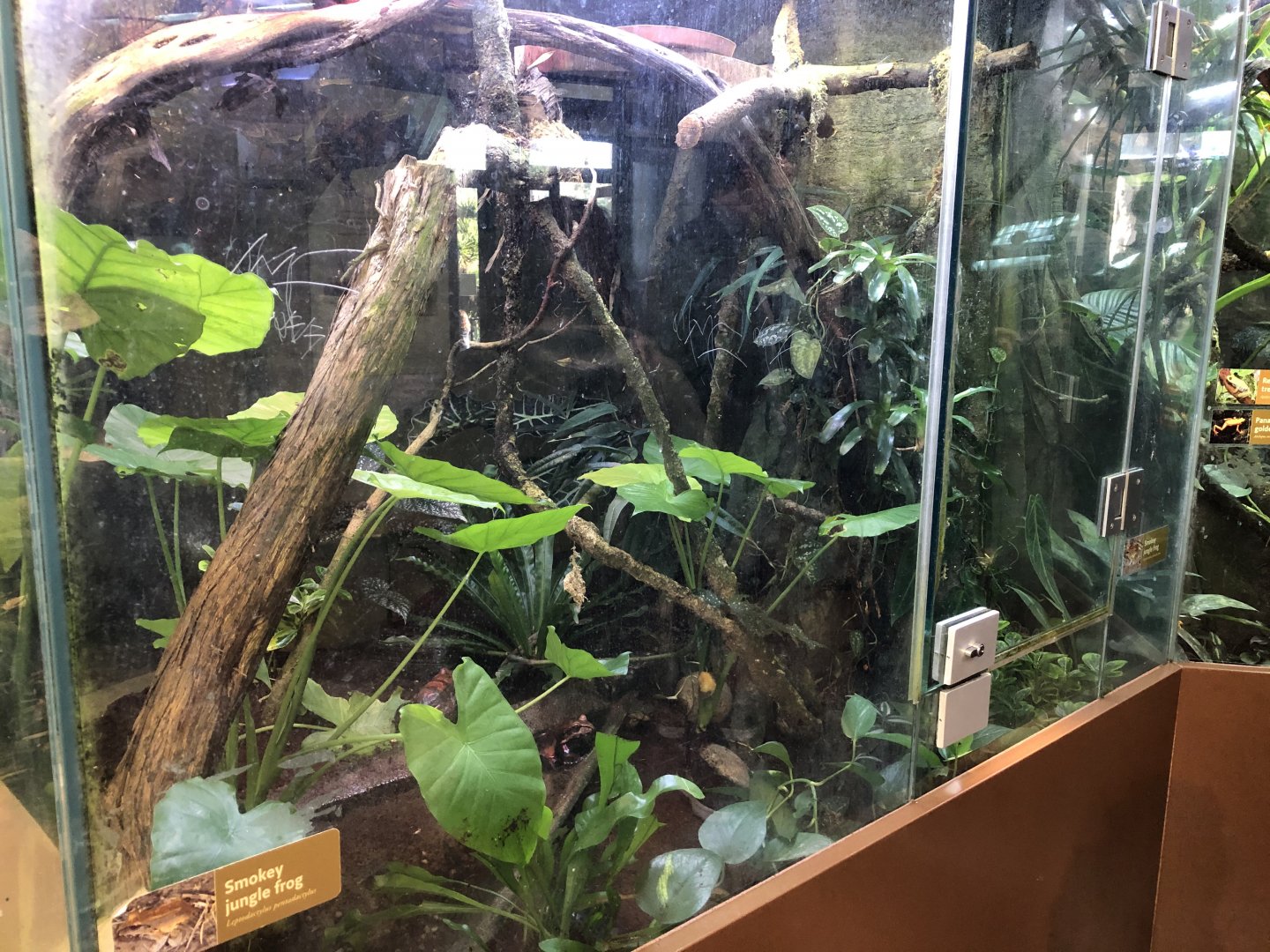 Smoky jungle frog exhibit