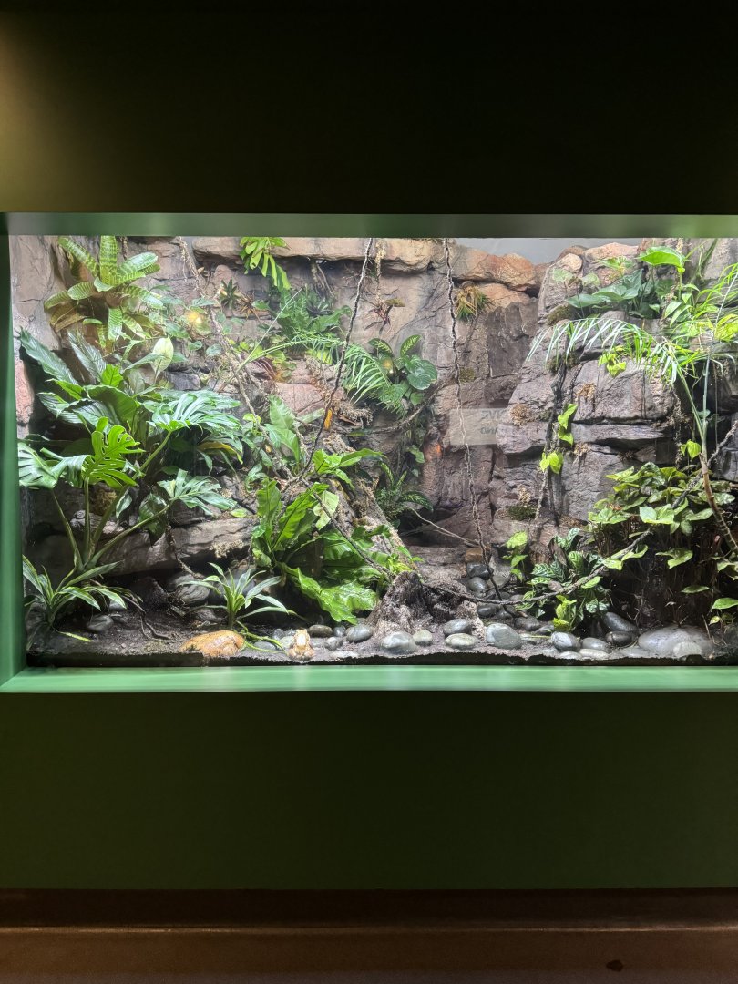 Smoky Jungle Frog Exhibit