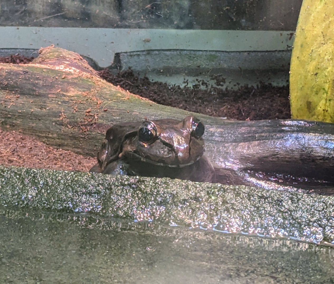 Smoky Jungle Frog - July 8th 2023