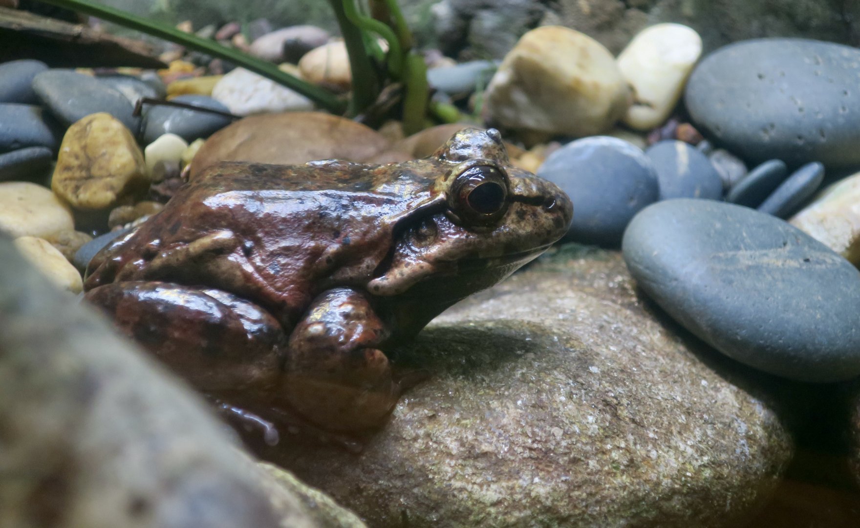 Smoky Jungle Frog (Leptodactylus pentadactylus)