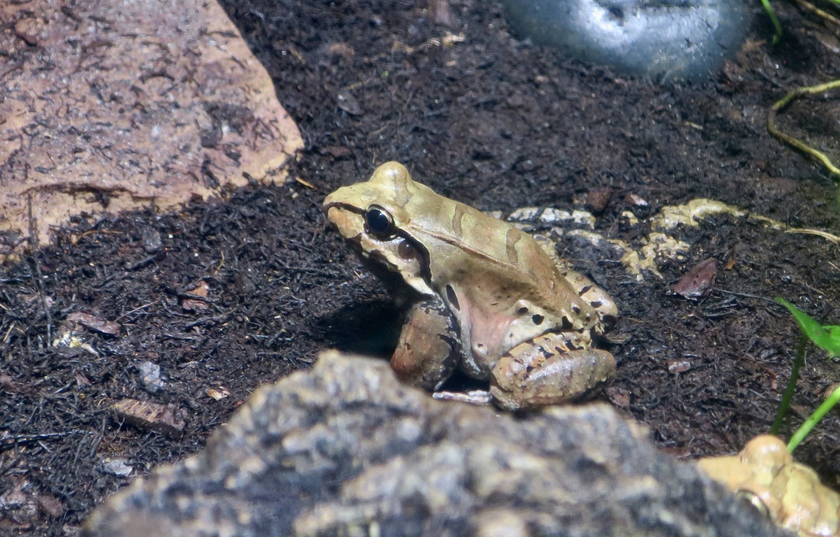 Smoky Jungle Frog (Leptodactylus pentadactylus)