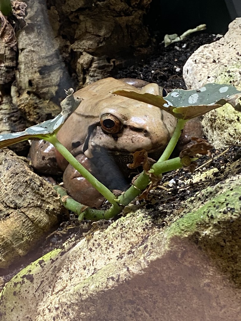 Smoky jungle frog? - Lincolnshire Wildlife Park