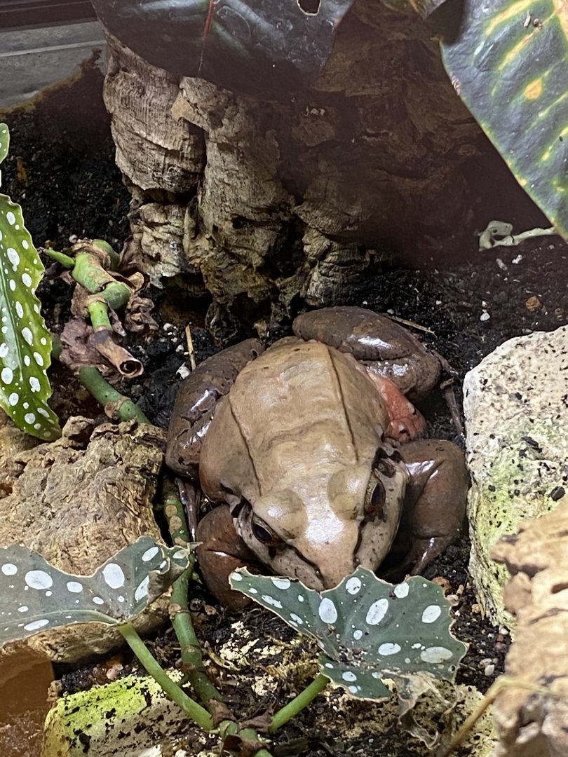 Smoky jungle frog? - Lincolnshire Wildlife Park