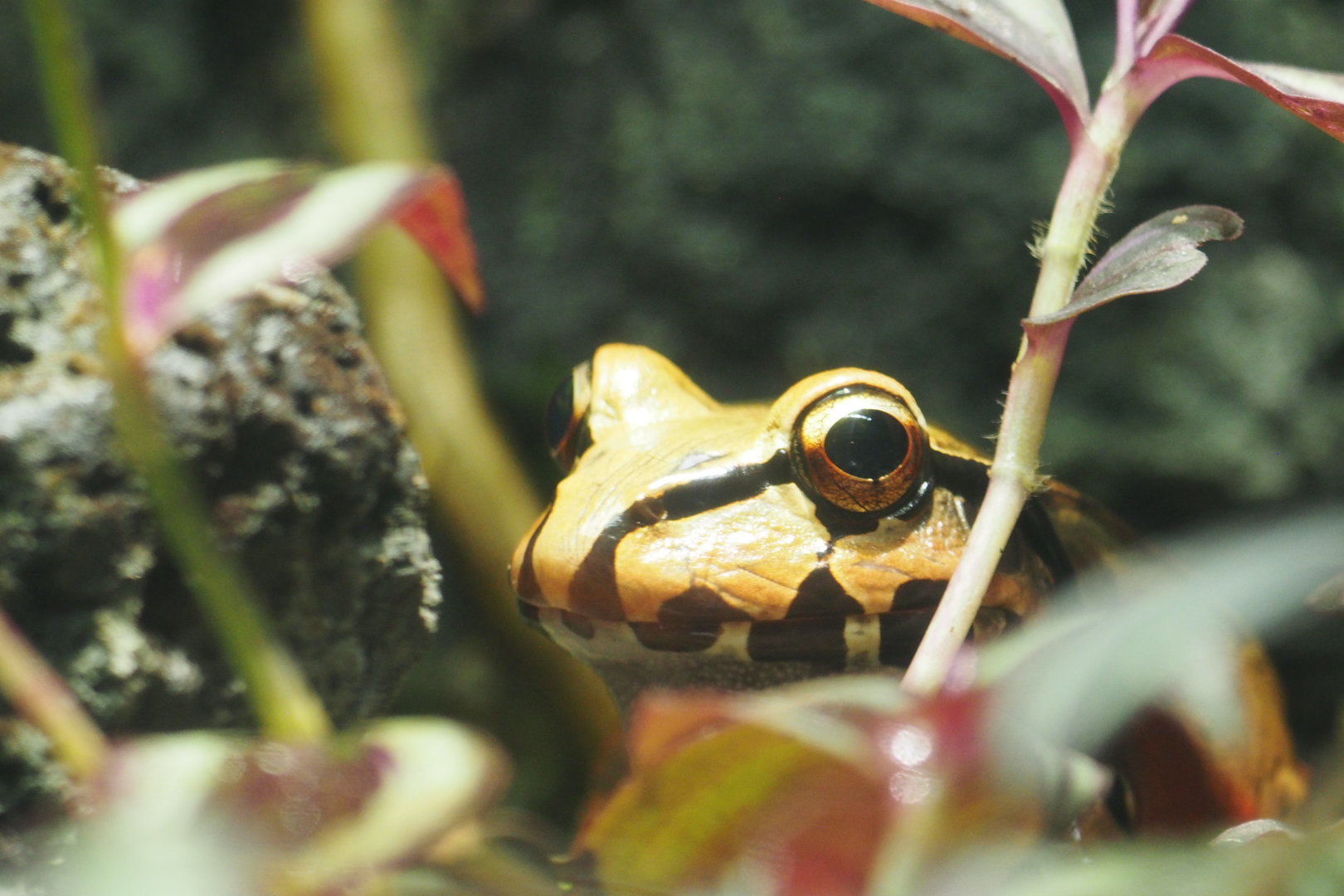 Smoky Jungle Frog