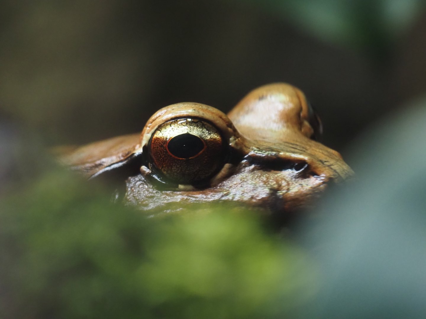 Smoky Jungle Frog