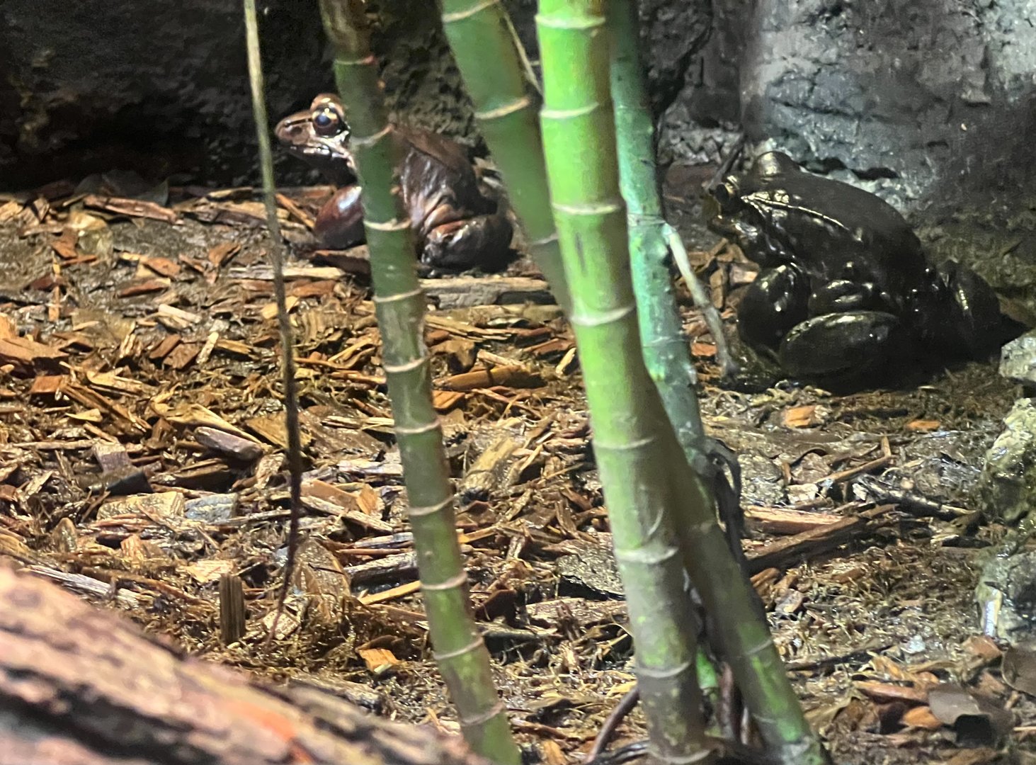 Smoky Jungle Frogs