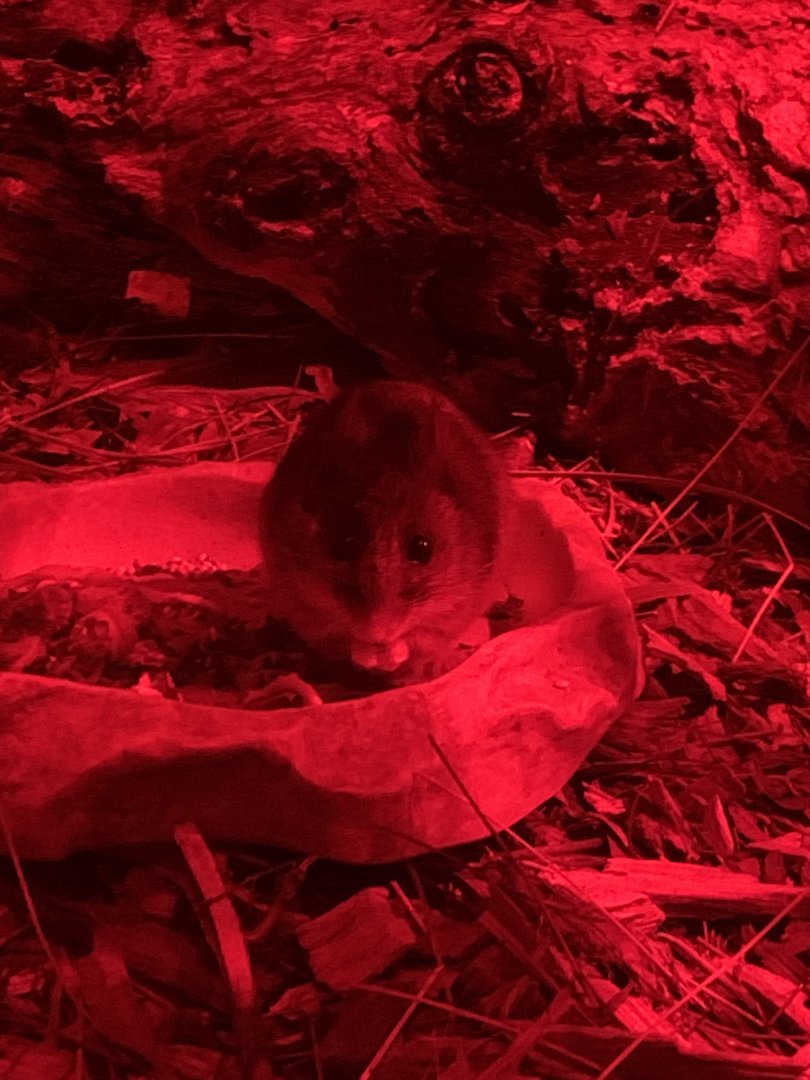 Smoky Mouse (Pseudomys fumeus)