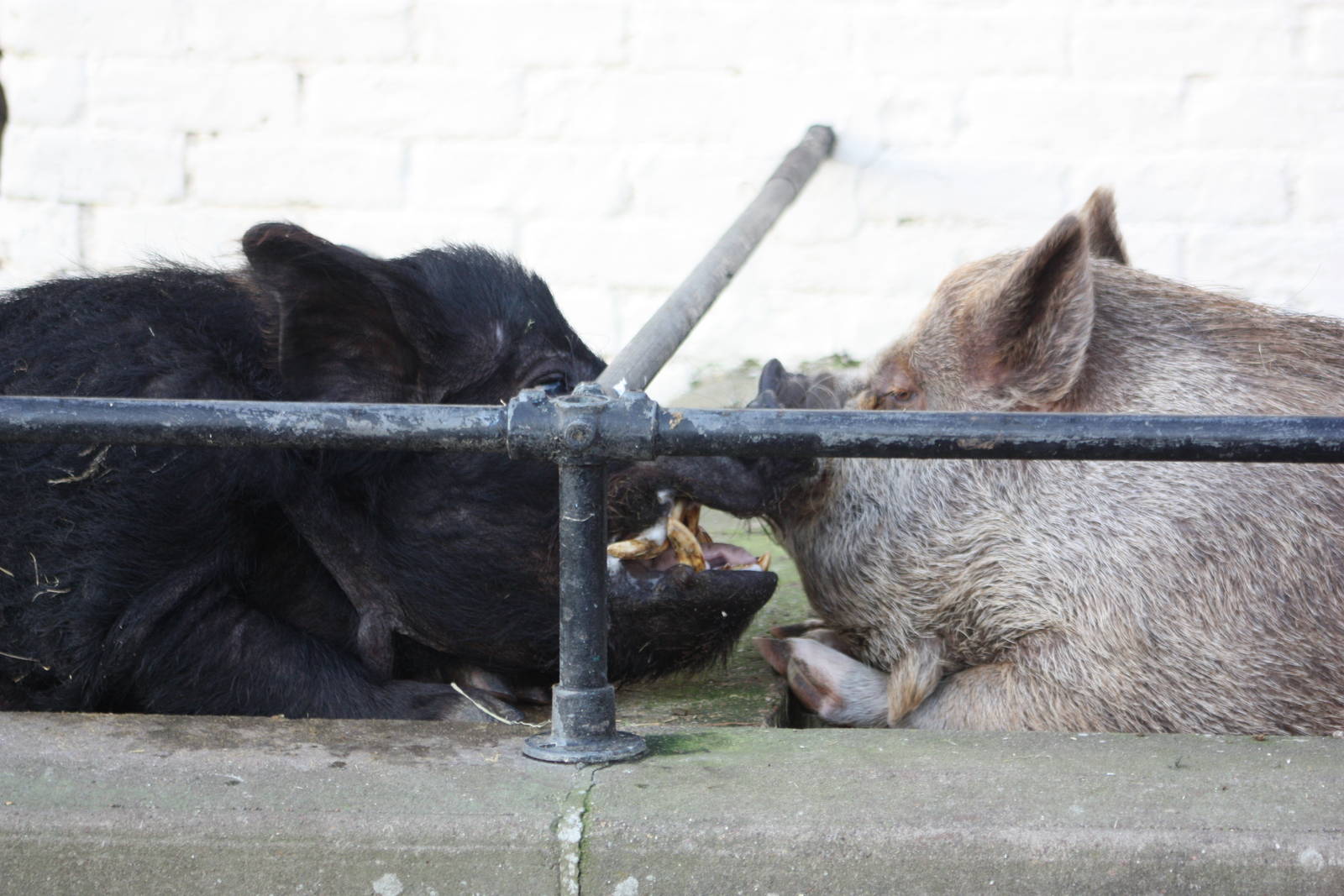 Smooching over the wall, 29th December 2014