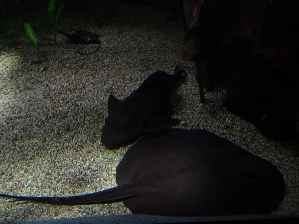 Smooth-back river stingray (Potamotrygon orbignyi)