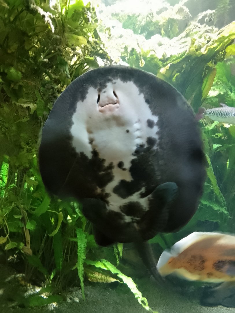 Smooth-back river stingray