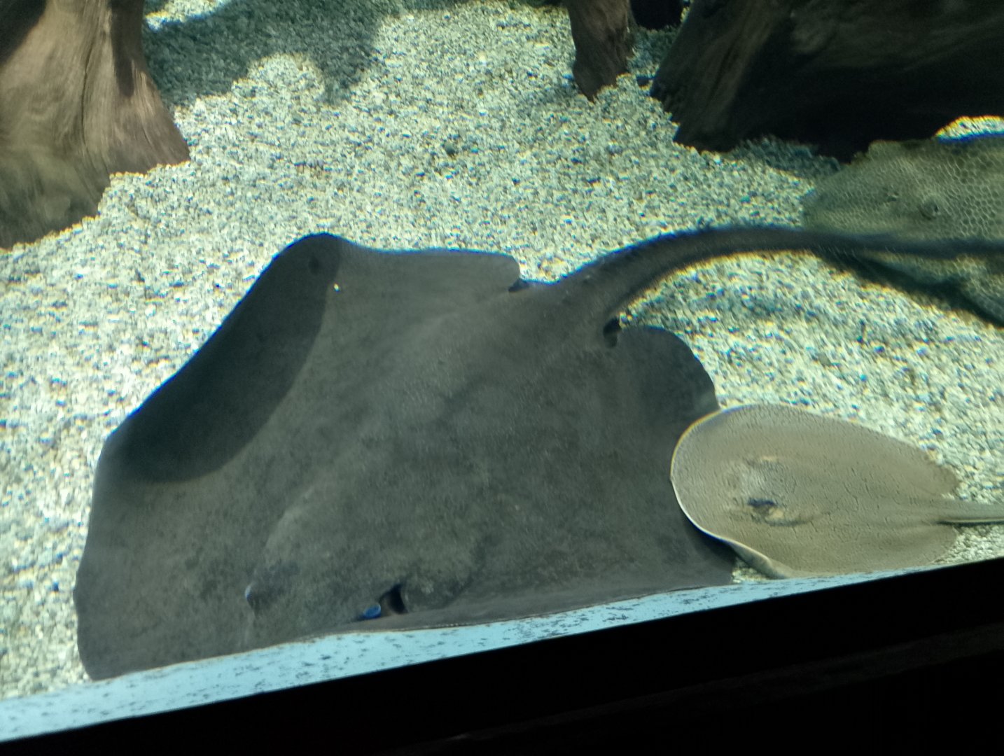 Smooth-back river stingray