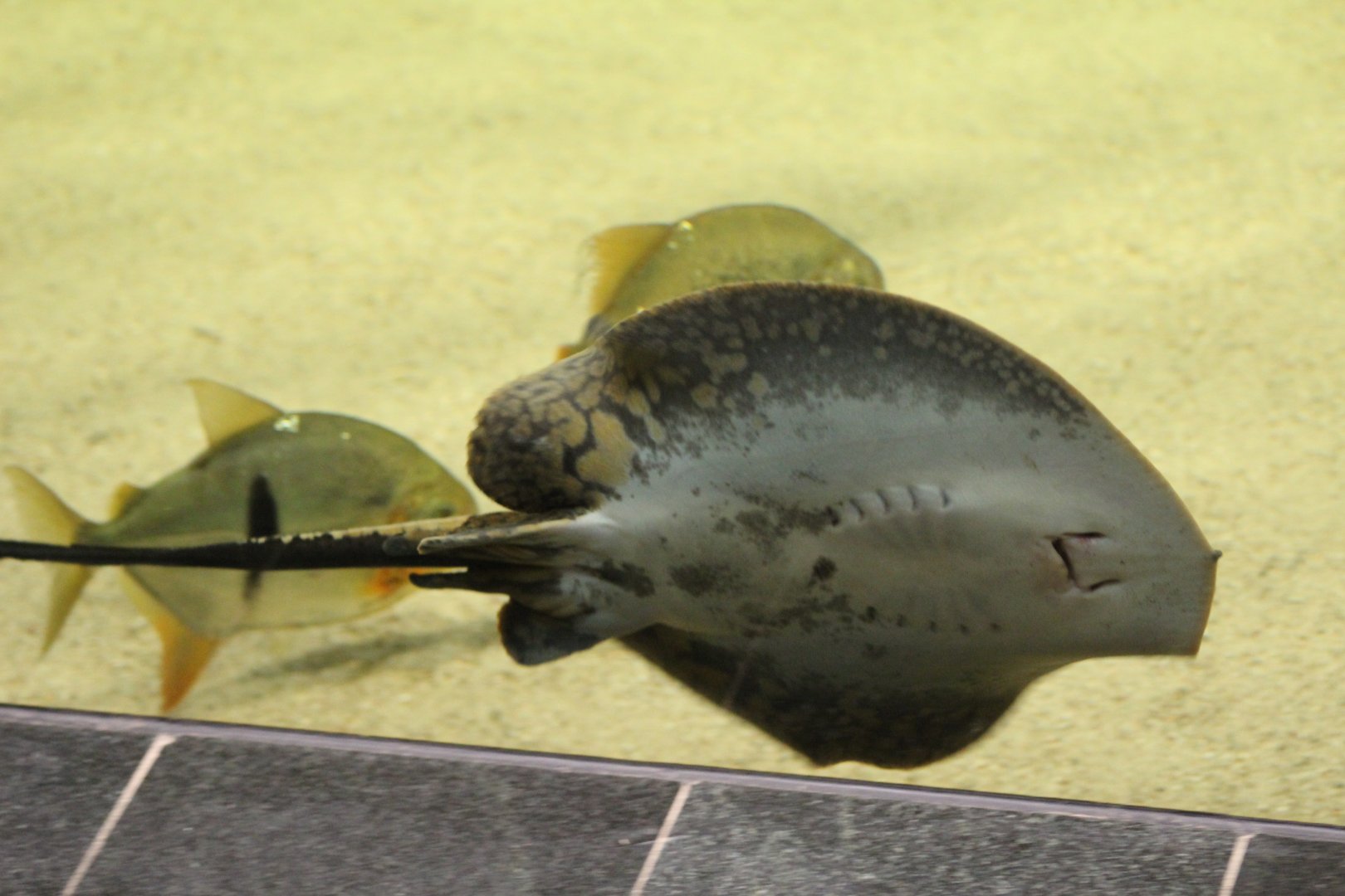 Smooth-Backed River Stingray