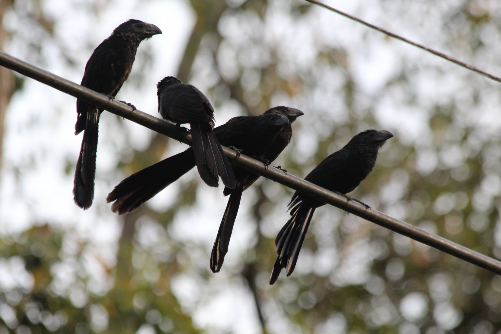 Smooth-billed Ani - Apr 2019