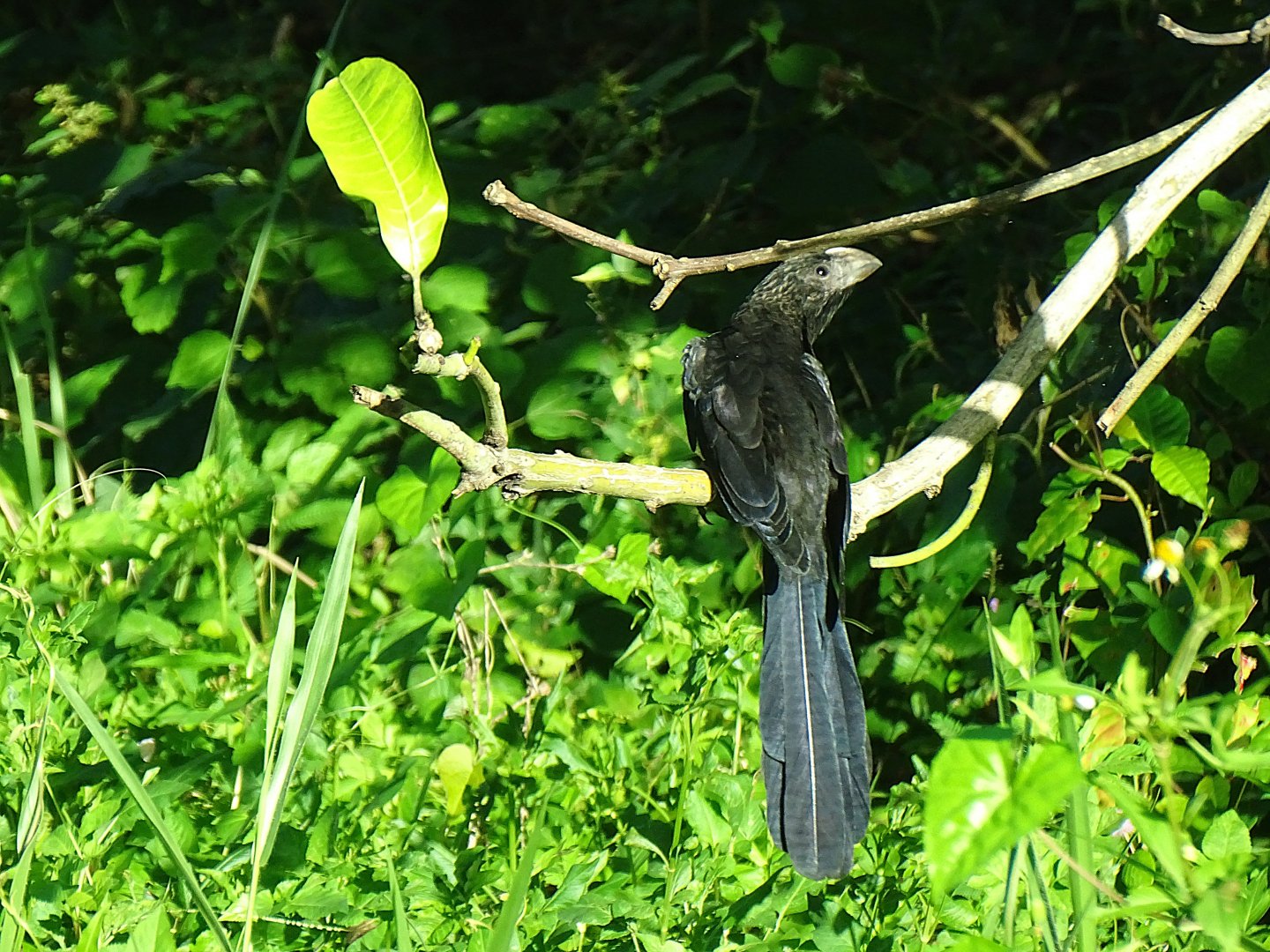 Smooth-billed ani (Crotophaga ani) Wild in Jamaica