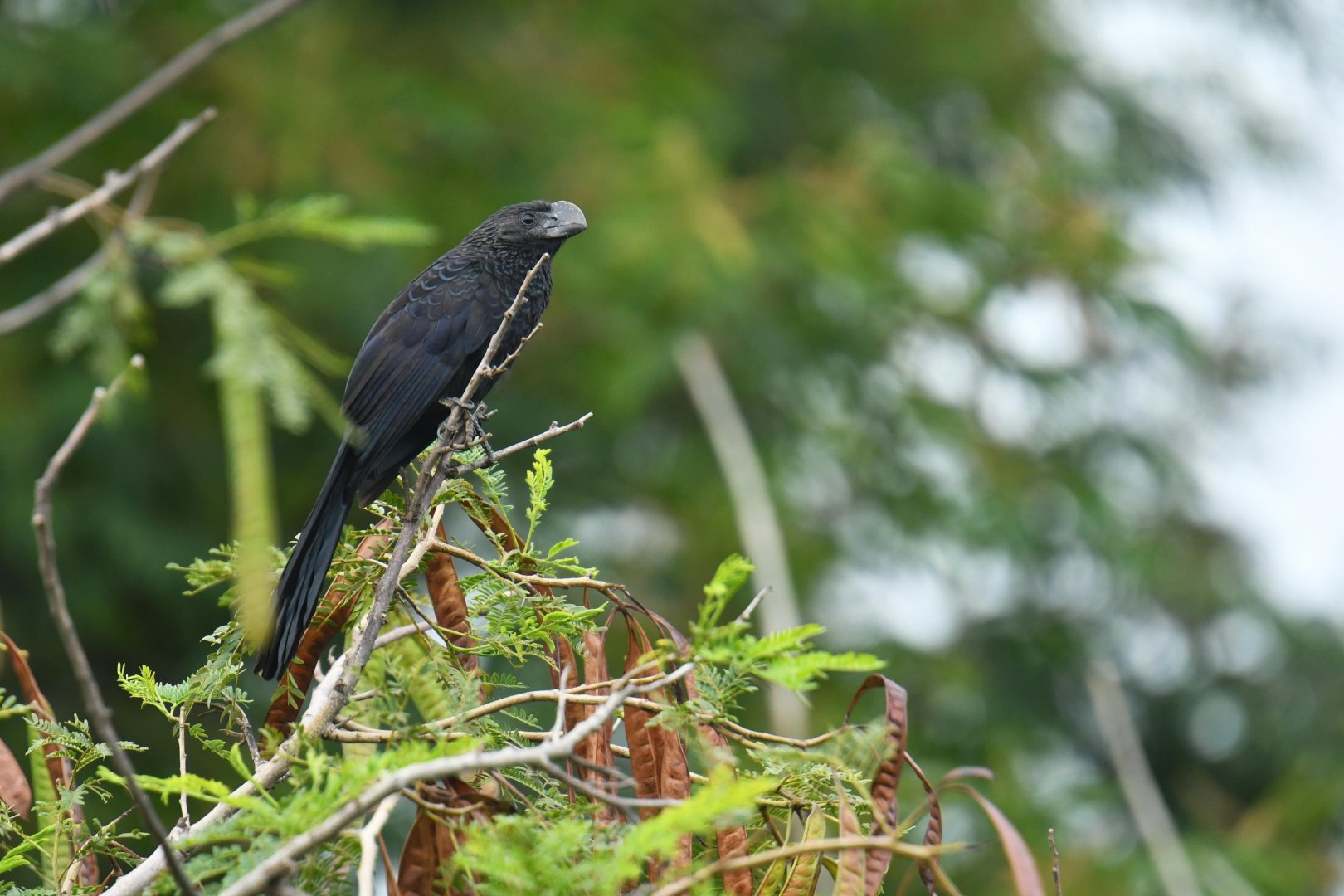 Smooth-billed Ani (Crotophaga ani)