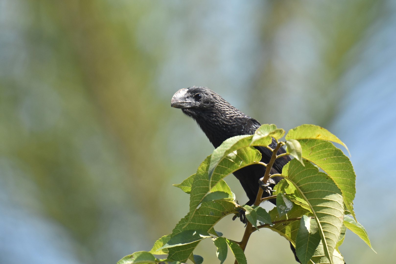 Smooth-billed Ani (Crotophaga ani)