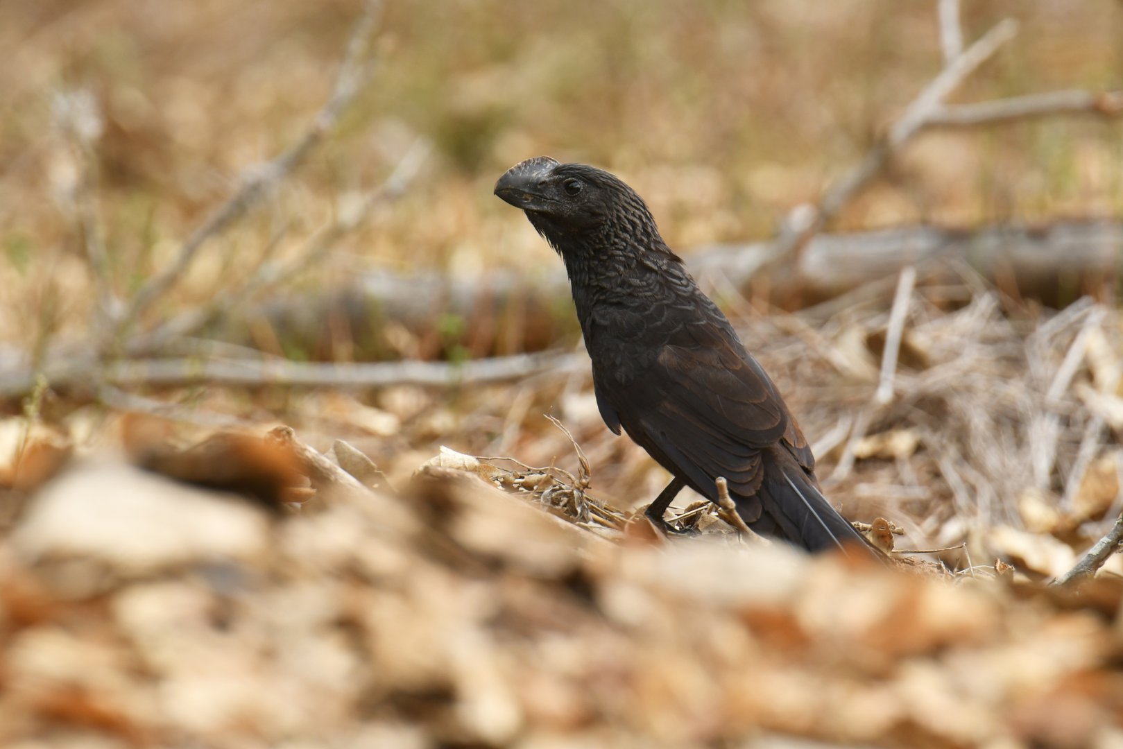 Smooth-billed Ani (Crotophaga ani)