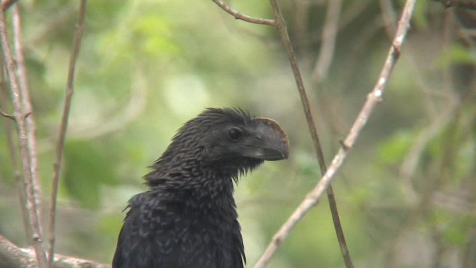 Smooth-billed Ani