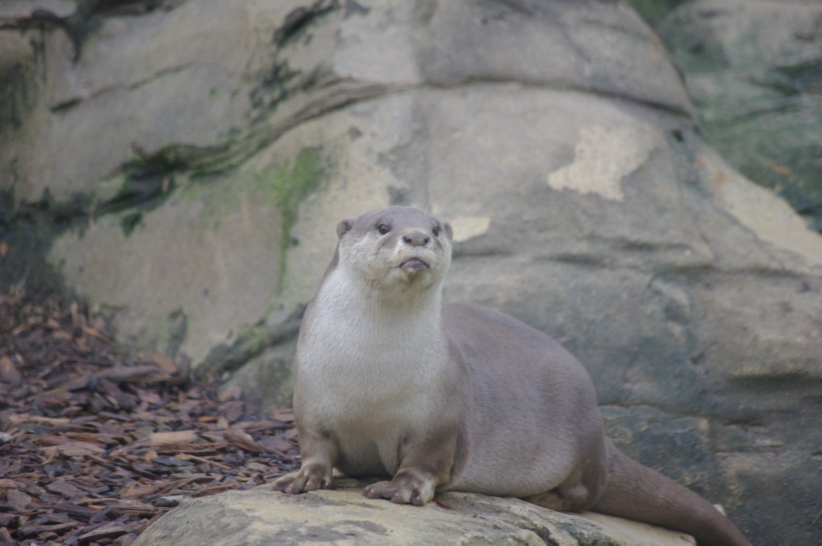 Smooth-coated otter- 17/2/2025