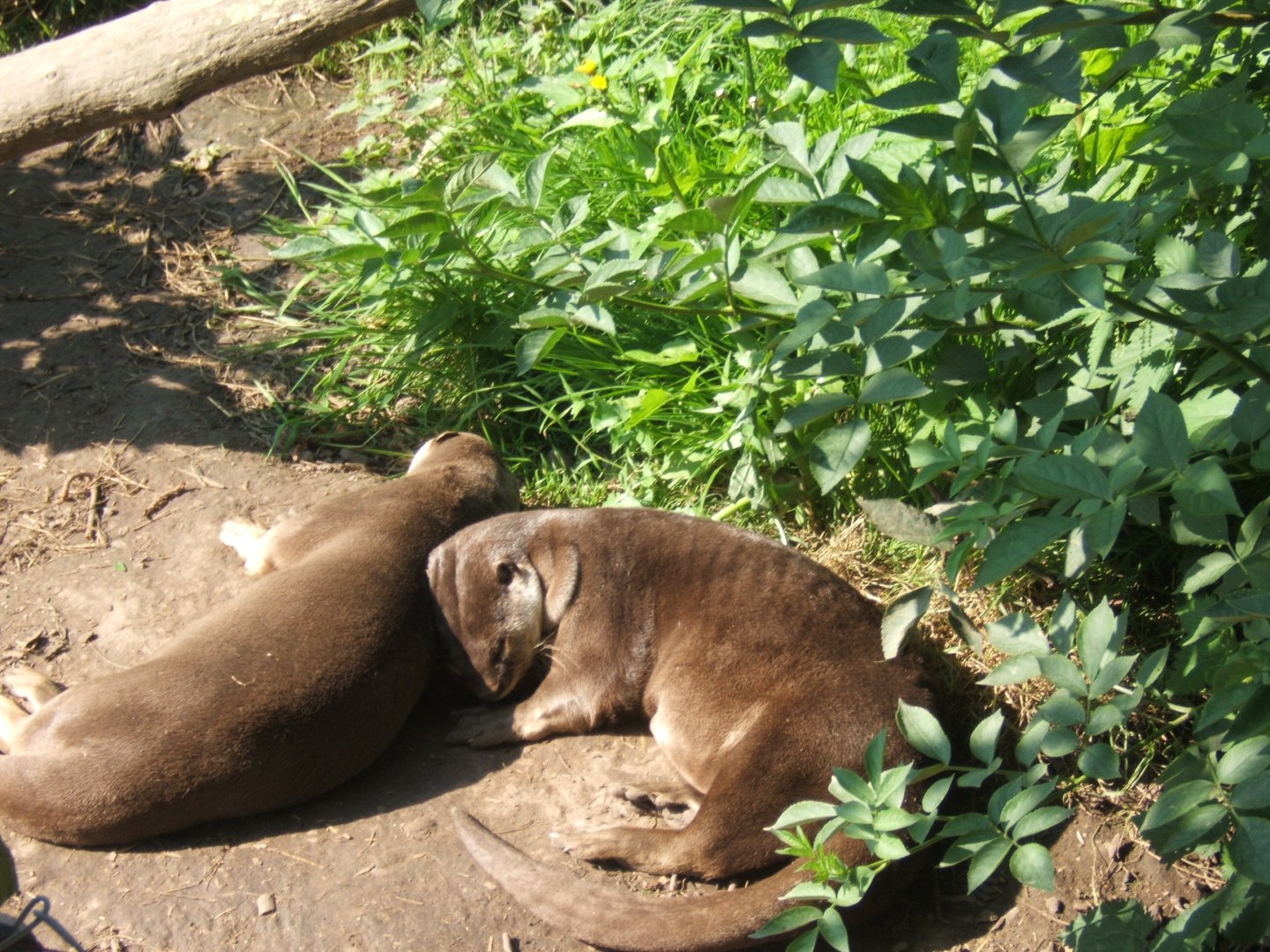 Smooth-coated Otter 27/08/2017