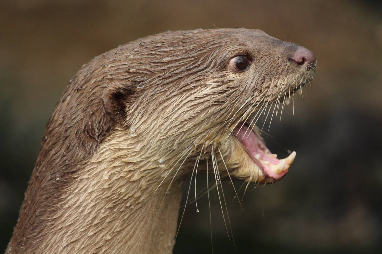 Smooth-coated otter, April 2014