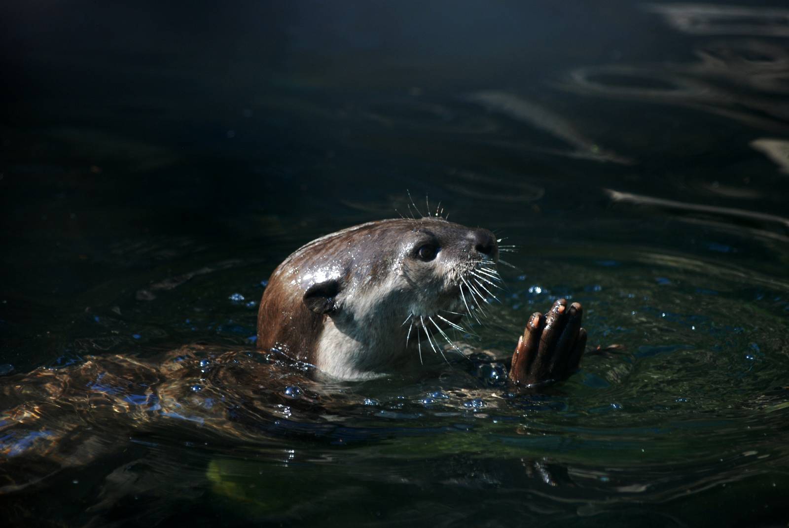 Smooth-coated Otter at Colchester, 28/05/12