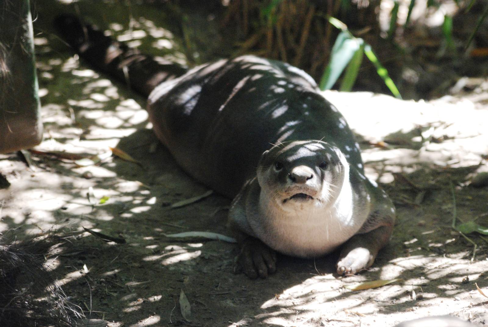 Smooth-coated Otter at Colchester, 31/08/13