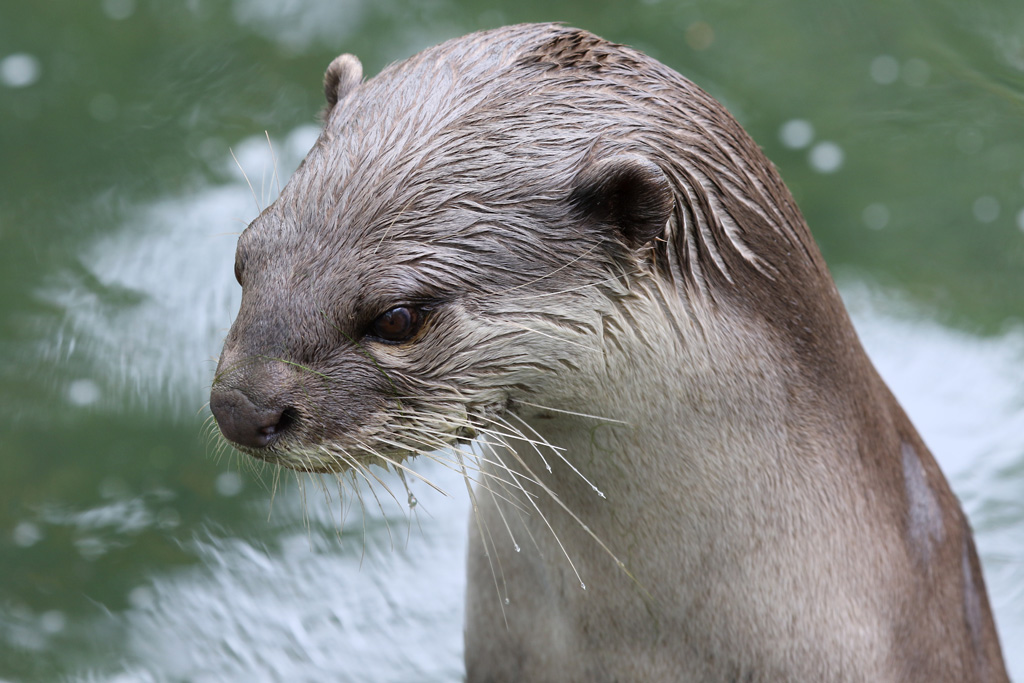 Smooth Coated Otter at Colchester Zoo 28/05/2017
