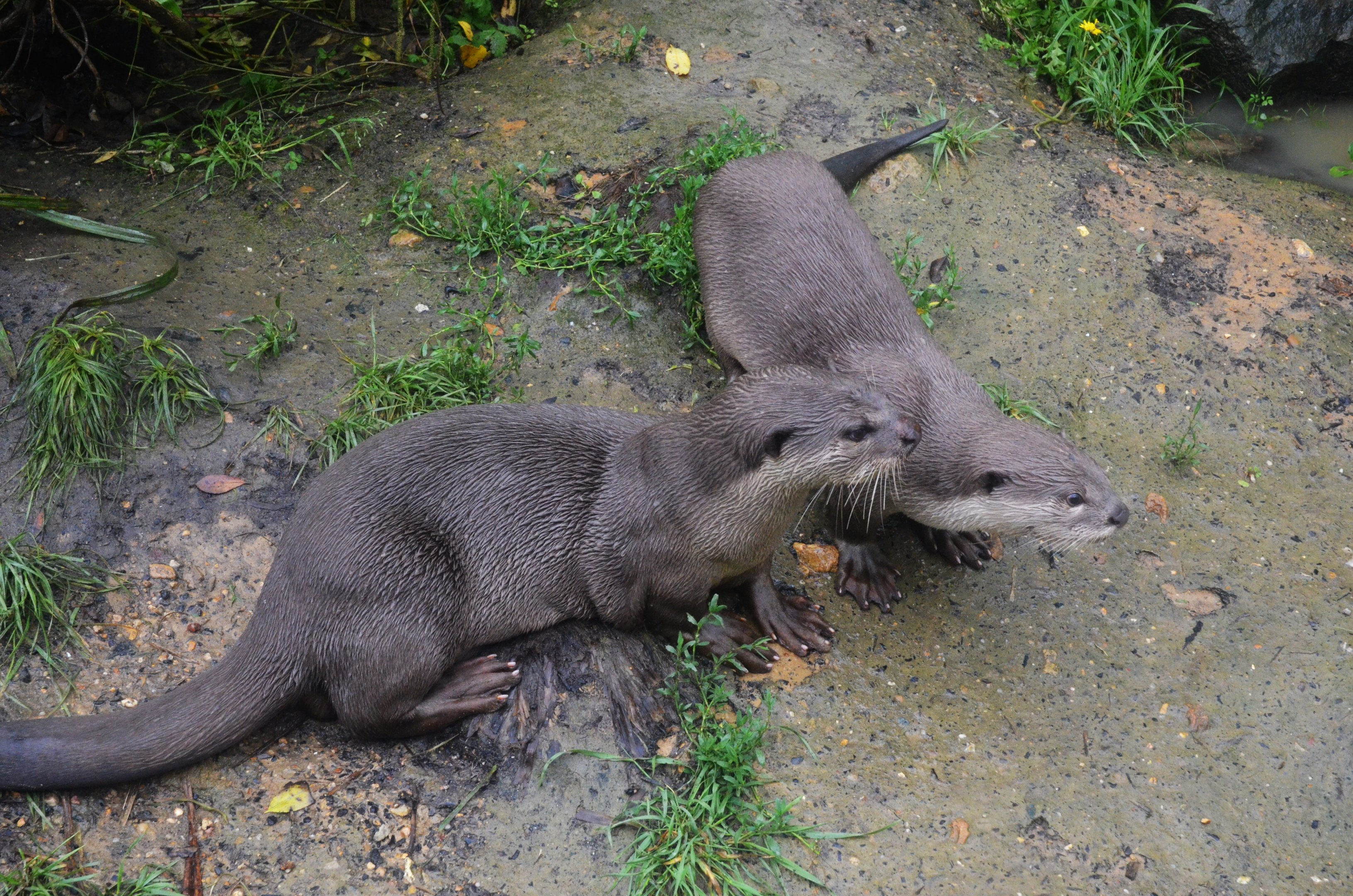 Smooth-coated Otter at La Flèche, 11/06/18