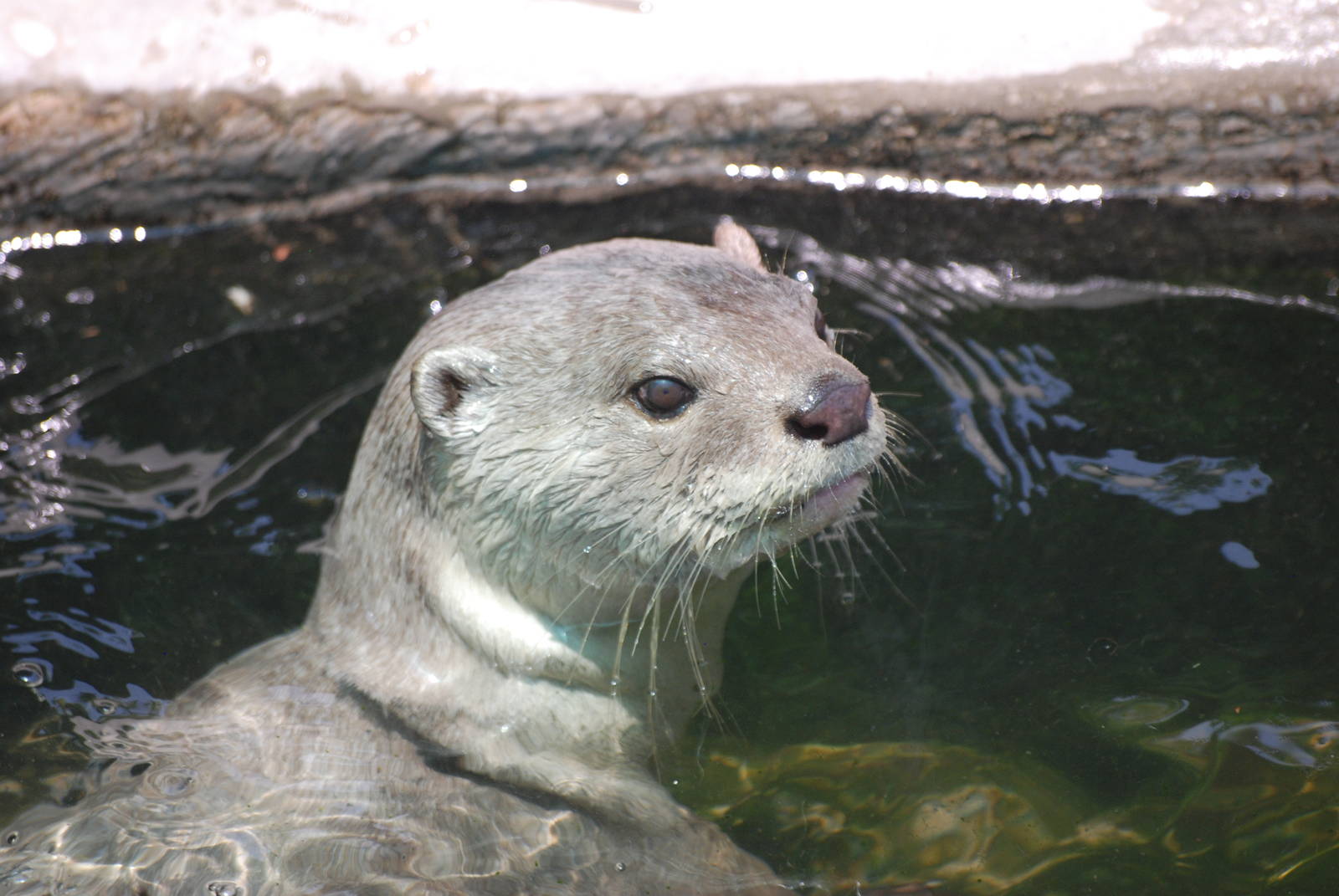 Smooth-coated Otter at Saigon Zoo, 16/03/12