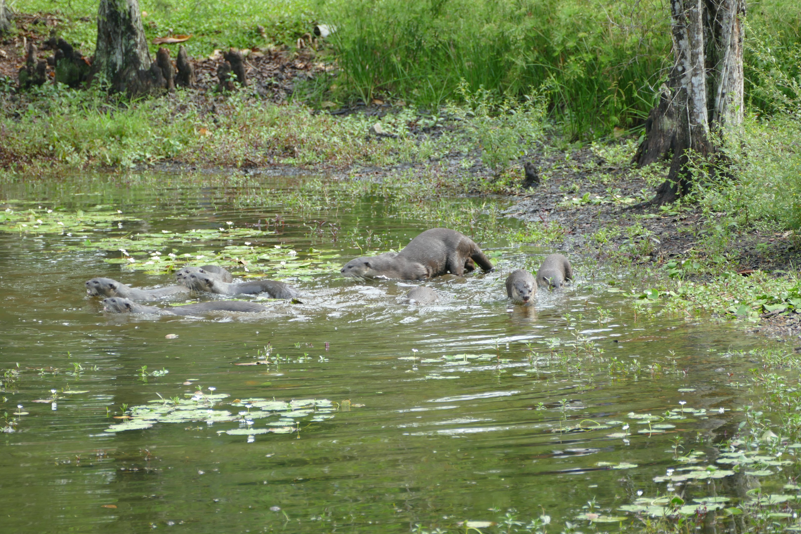 Smooth-coated Otter at Singapore Botanic Gardens