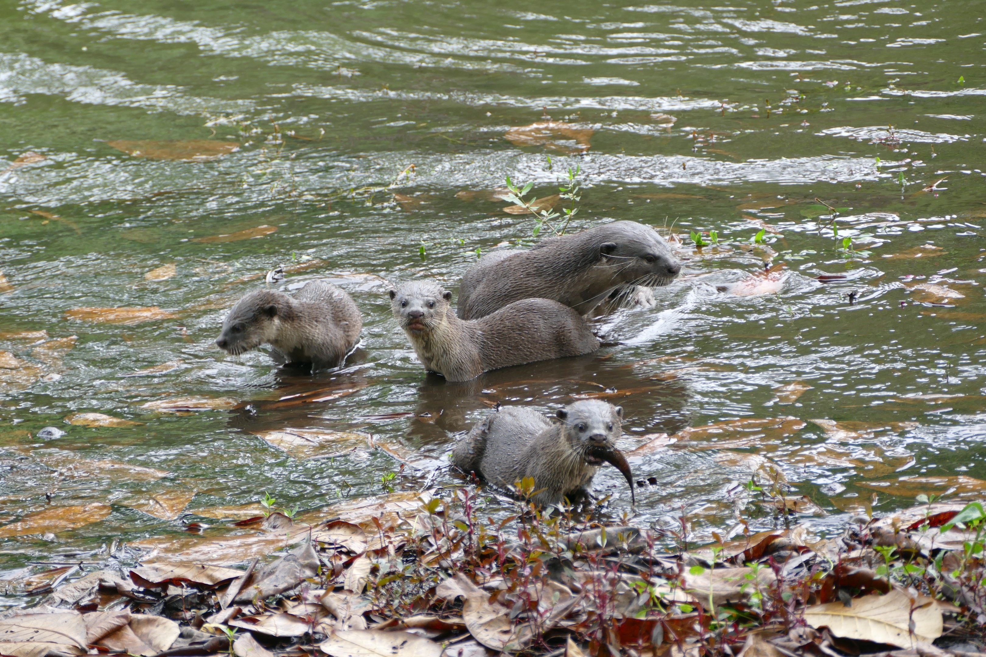 Smooth-coated Otter at Singapore Botanic Gardens