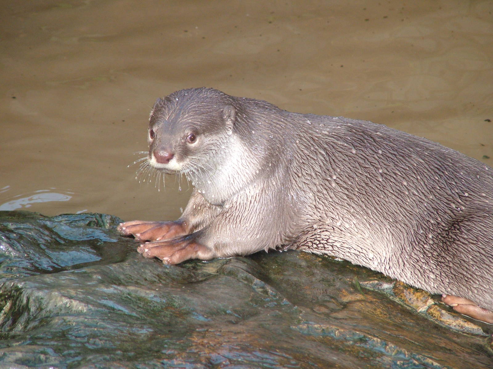 Smooth-coated Otter at the RSCC 28/11/09
