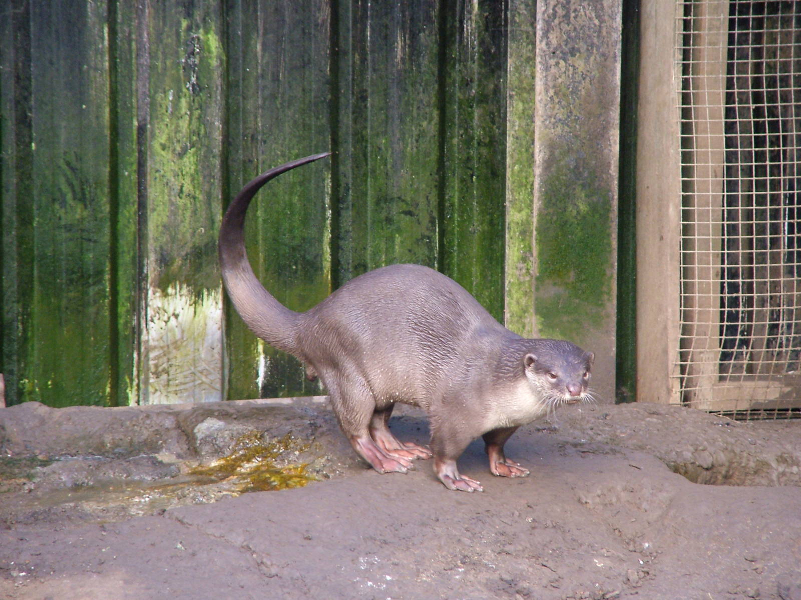 Smooth-coated Otter at the RSCC 28/11/09